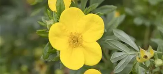 Potentilla fruticosa 'Kobold'