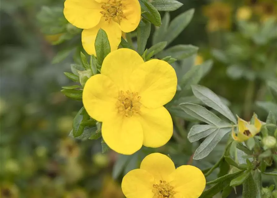 Potentilla fruticosa 'Kobold'