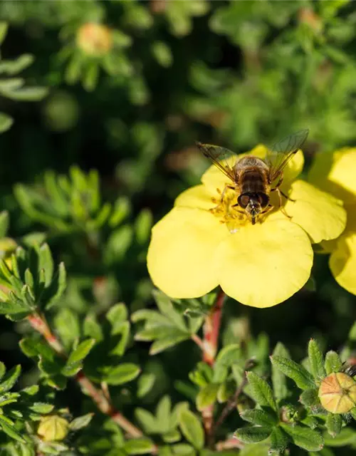 Potentilla fruticosa 'Kobold'