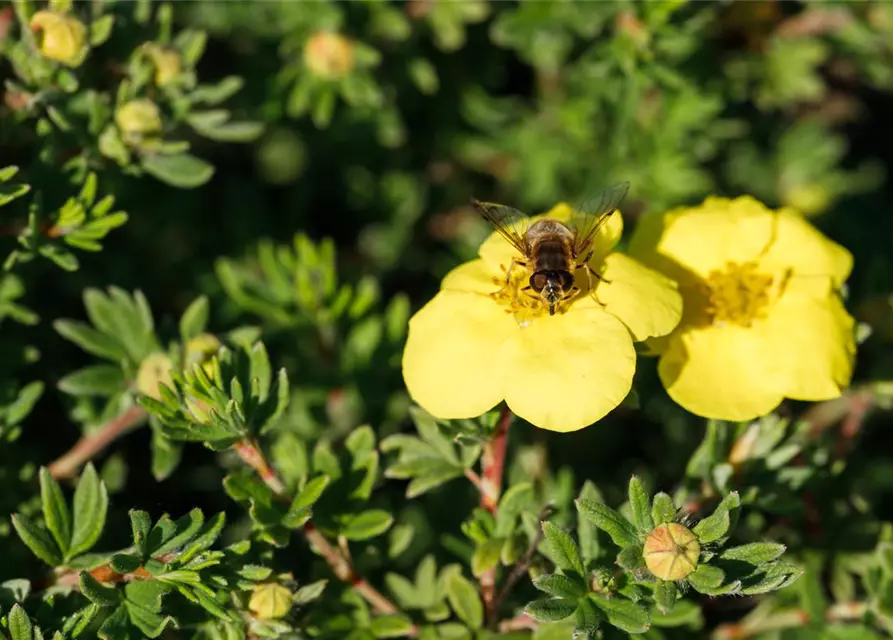 Potentilla fruticosa 'Kobold'