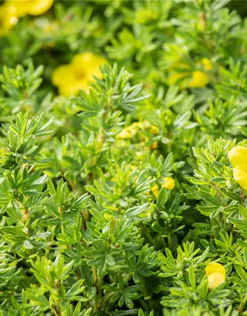 Potentilla fruticosa 'Kobold'