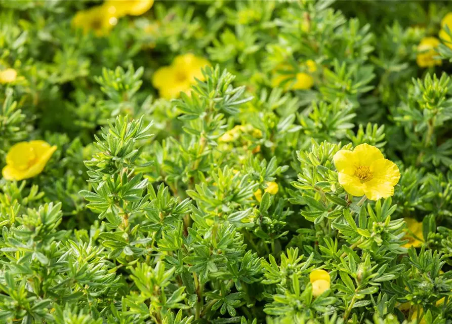 Potentilla fruticosa 'Kobold'