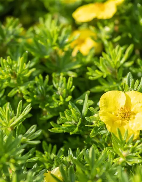 Potentilla fruticosa 'Kobold'