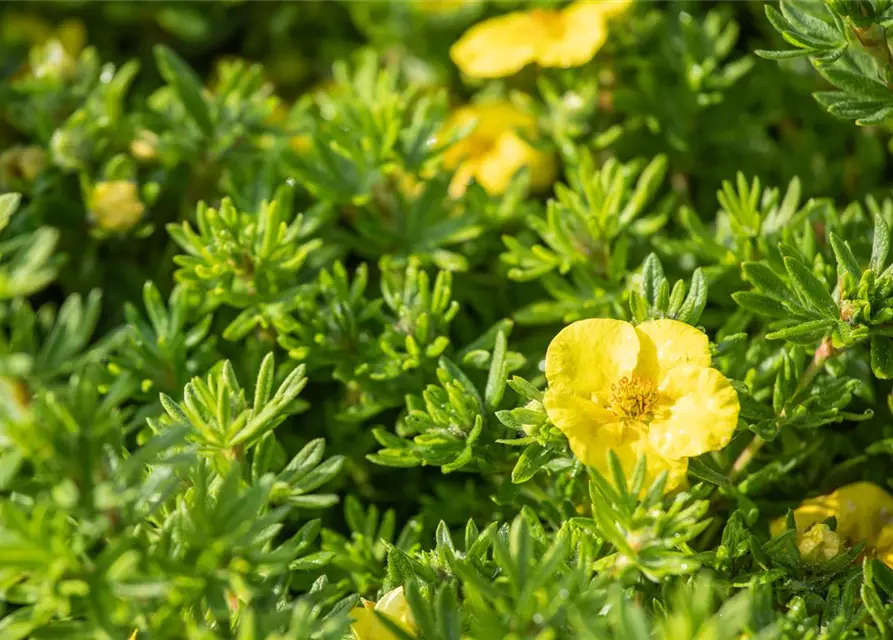 Potentilla fruticosa 'Kobold'