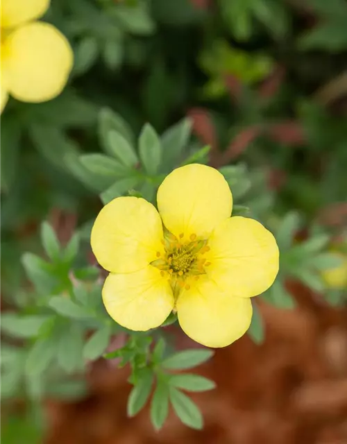 Potentilla fruticosa 'Kobold'