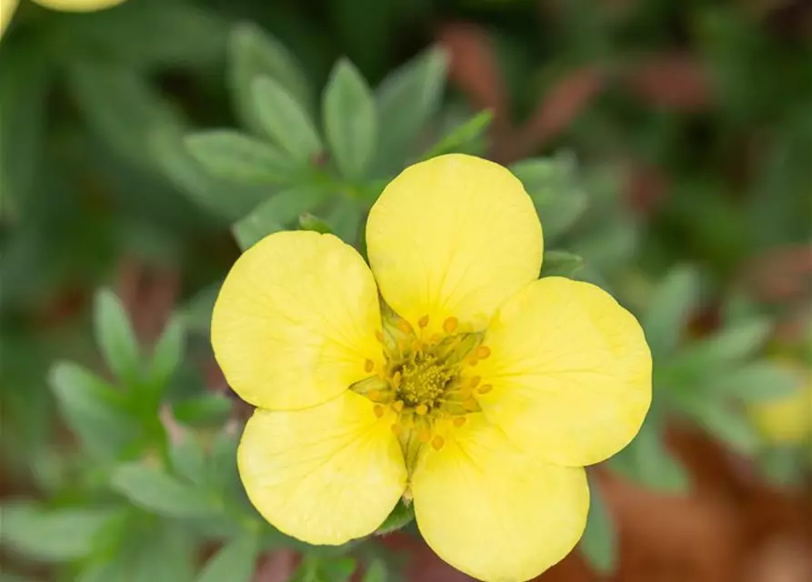 Potentilla fruticosa 'Kobold'