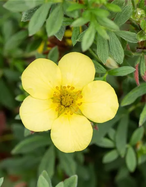 Potentilla fruticosa 'Kobold'