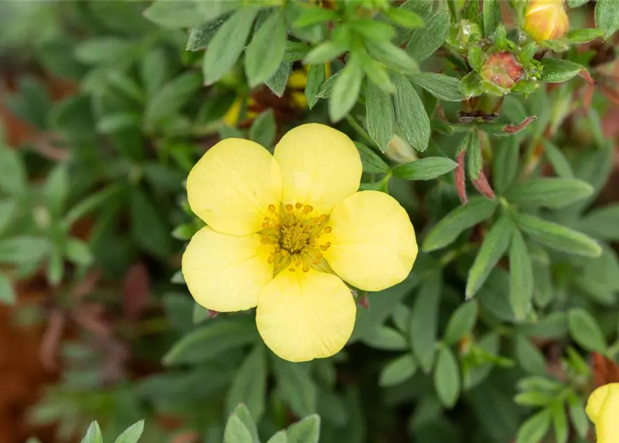 Potentilla fruticosa 'Kobold'