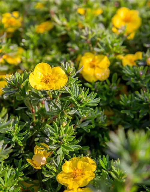 Potentilla fruticosa 'Kobold'