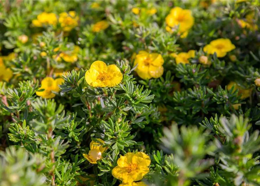 Potentilla fruticosa 'Kobold'