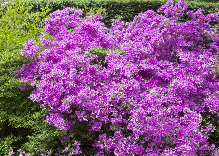 Rhododendron obtusum