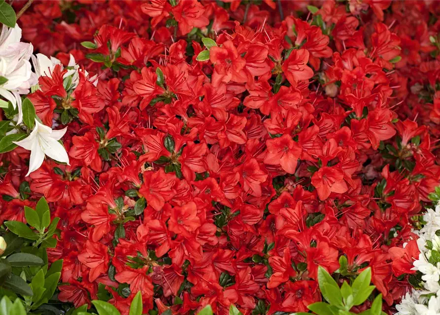 Rhododendron obtusum