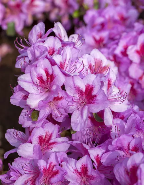 Rhododendron obtusum