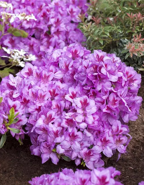 Rhododendron obtusum