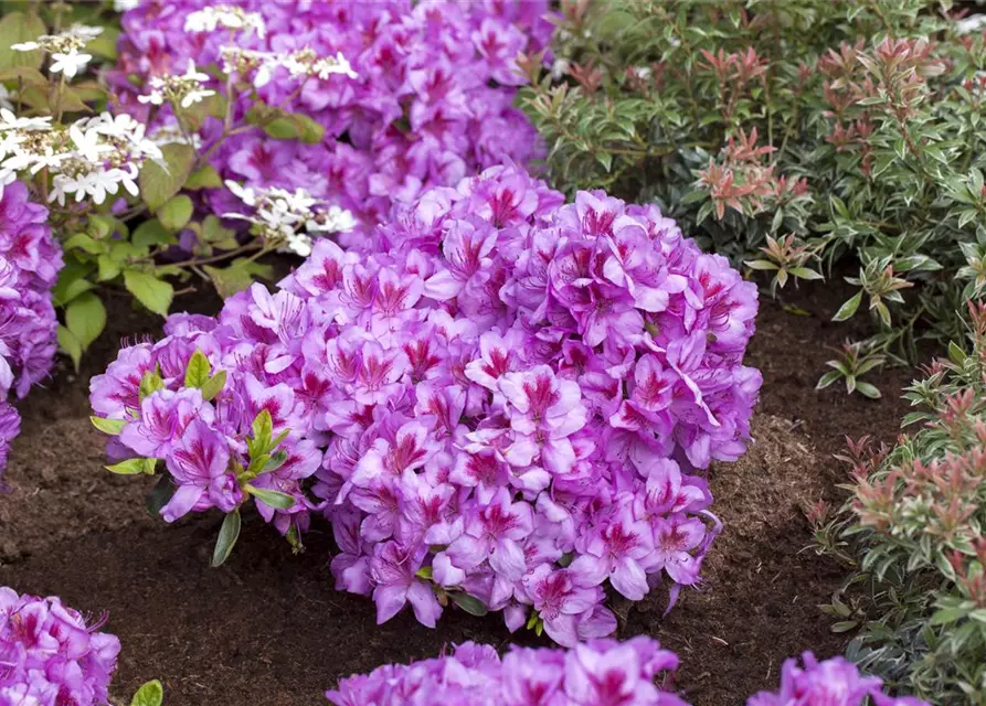 Rhododendron obtusum