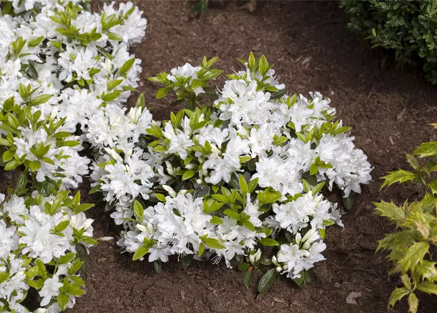 Rhododendron obtusum