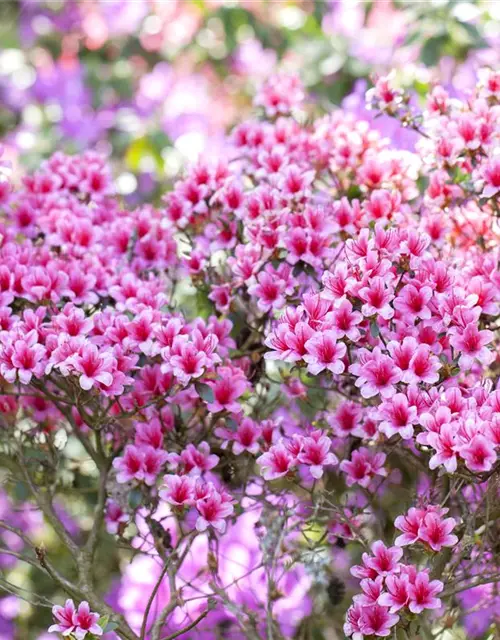 Rhododendron obtusum