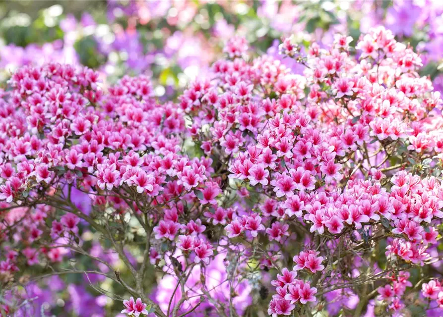 Rhododendron obtusum