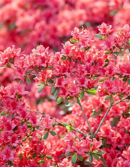 Rhododendron obtusum