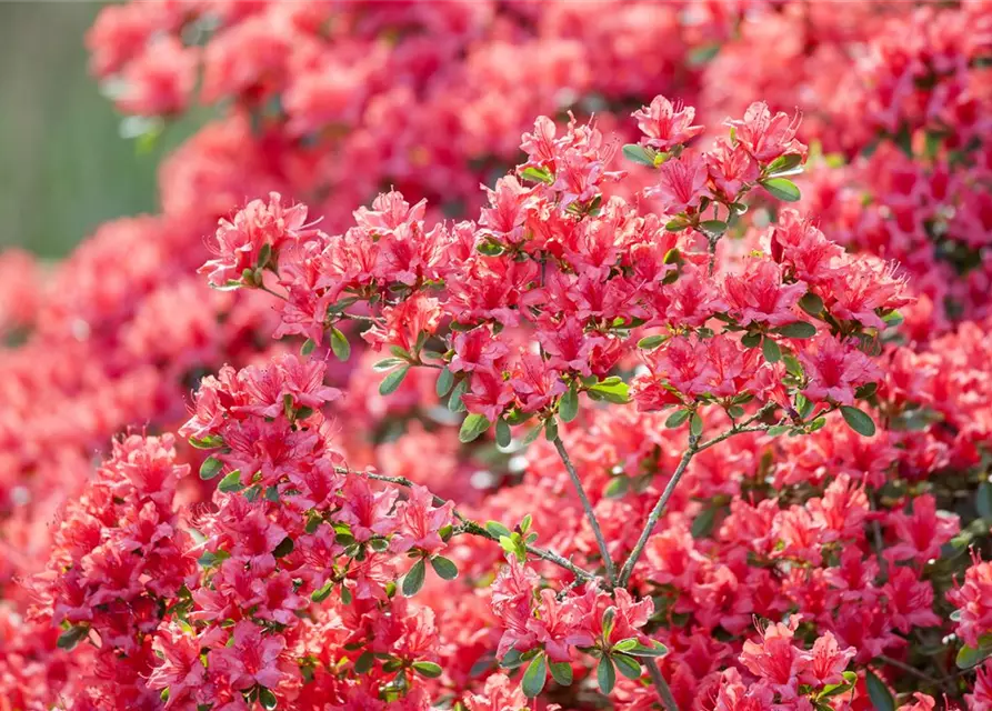 Rhododendron obtusum