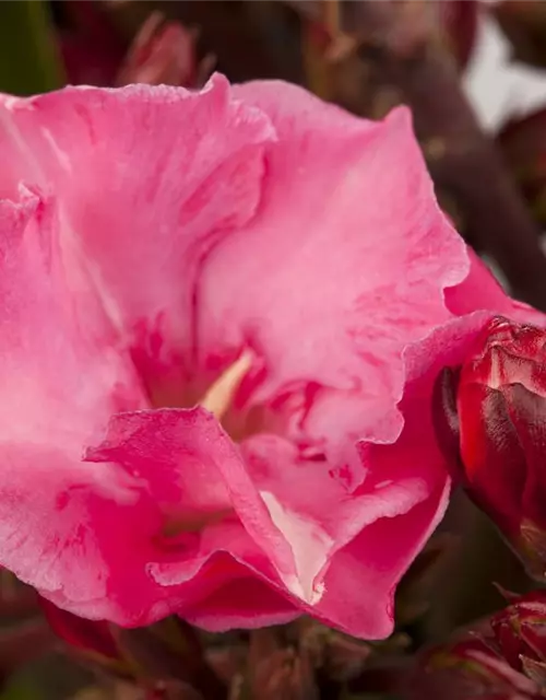 Nerium oleander, rosa