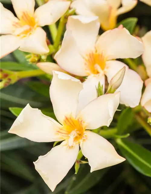 Nerium oleander