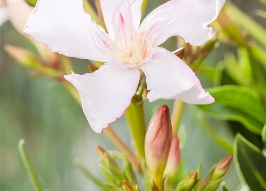 Nerium oleander