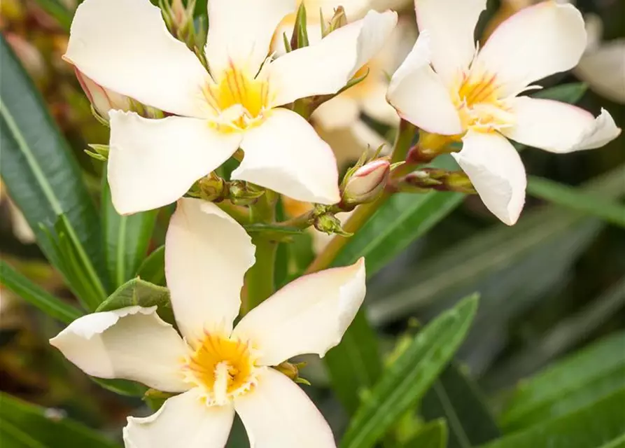 Nerium oleander, gelb