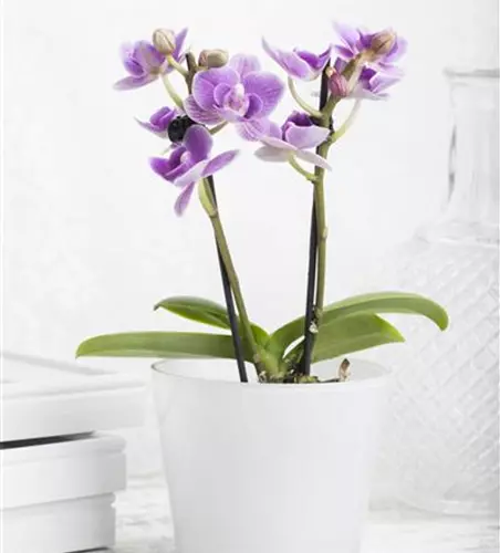 Phalaenopsis Mini