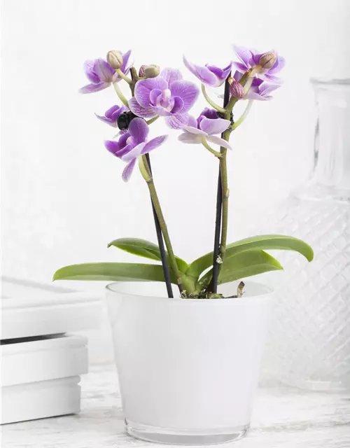 Phalaenopsis Mini