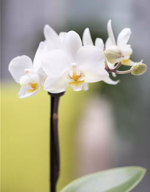 Phalaenopsis Mini