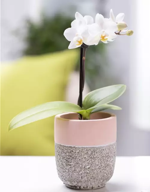 Mini-Orchidee rosa weiß, 1 rispig, 6cm Topf