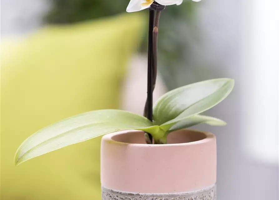 Mini-Orchidee rosa weiß, 1 rispig, 6cm Topf