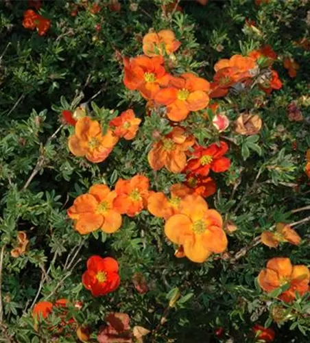 Potentilla fruticosa 'Red Ace'