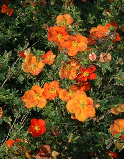 Potentilla fruticosa 'Red Ace'