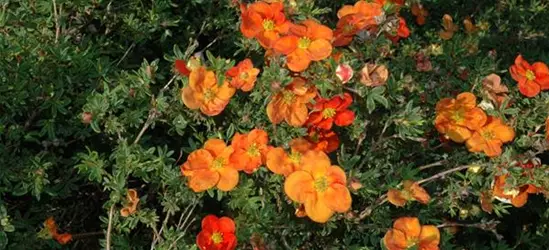 Potentilla fruticosa 'Red Ace'