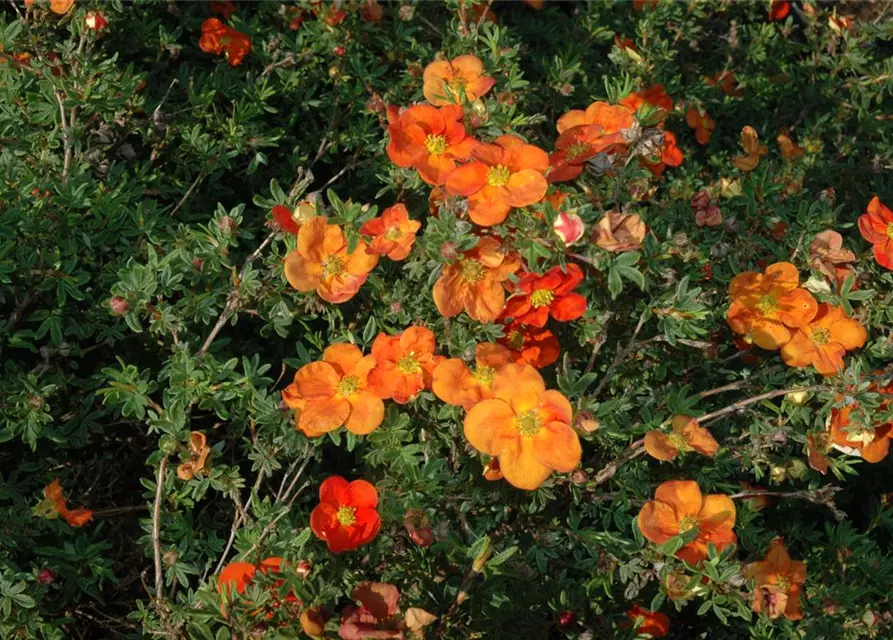 Potentilla fruticosa 'Red Ace'