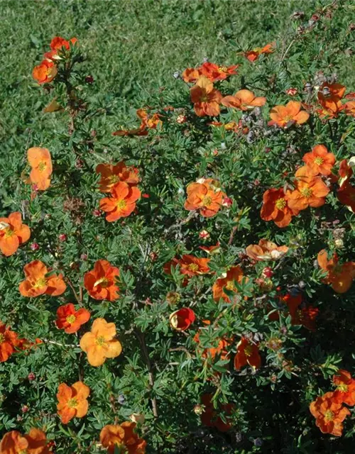 Potentilla fruticosa 'Red Ace'