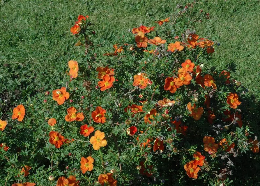 Potentilla fruticosa 'Red Ace'