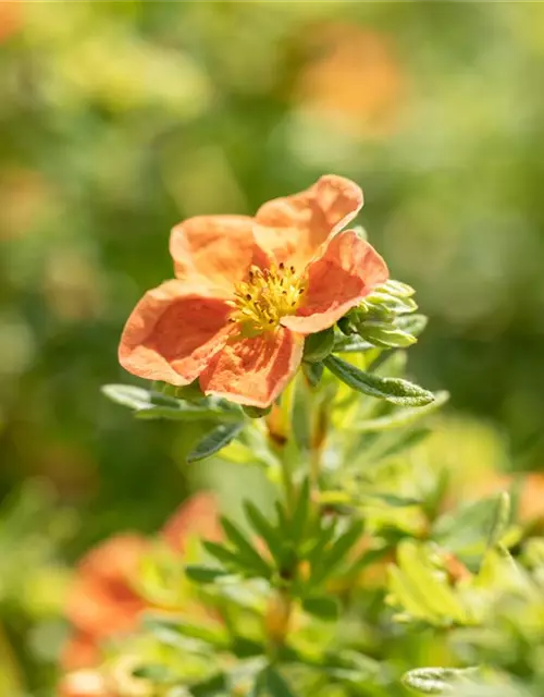 Potentilla fruticosa 'Red Ace'