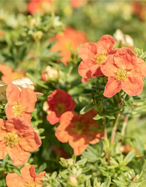 Potentilla fruticosa 'Red Ace'