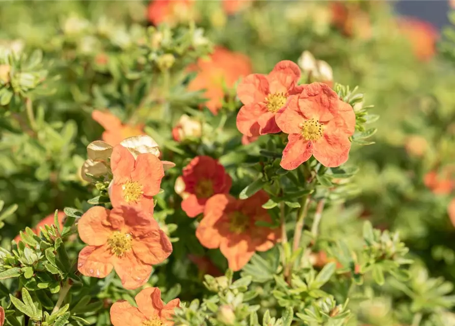 Potentilla fruticosa 'Red Ace'