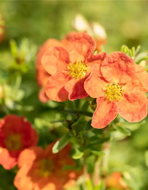 Potentilla fruticosa 'Red Ace'