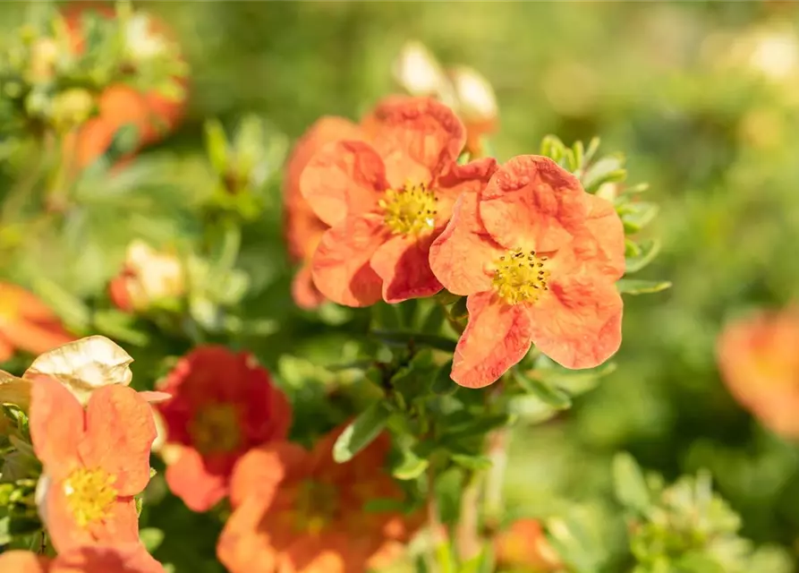 Potentilla fruticosa 'Red Ace'