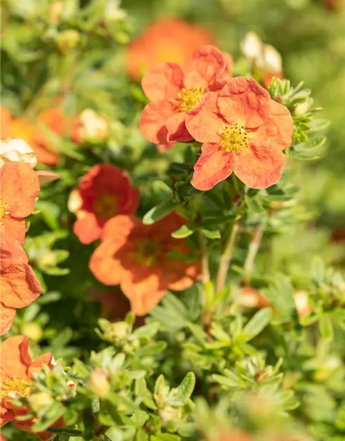 Potentilla fruticosa 'Red Ace'