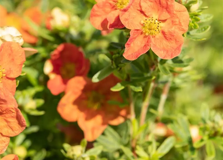 Potentilla fruticosa 'Red Ace'