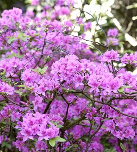 Rhododendron 'Praecox'