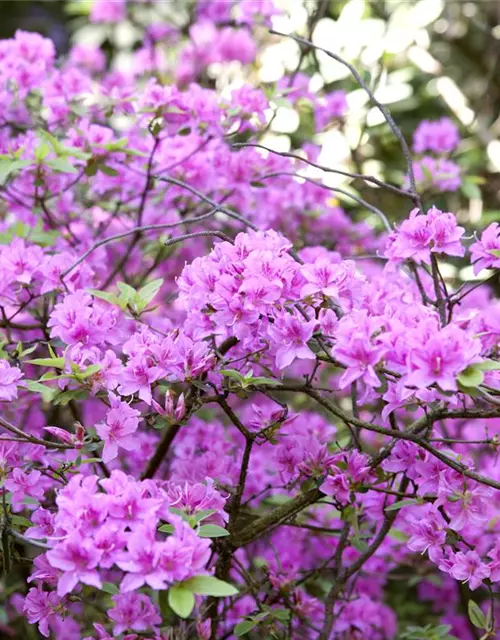 Rhododendron 'Praecox'