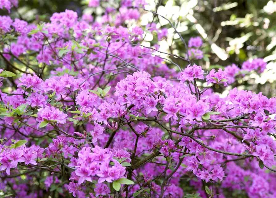 Rhododendron 'Praecox'