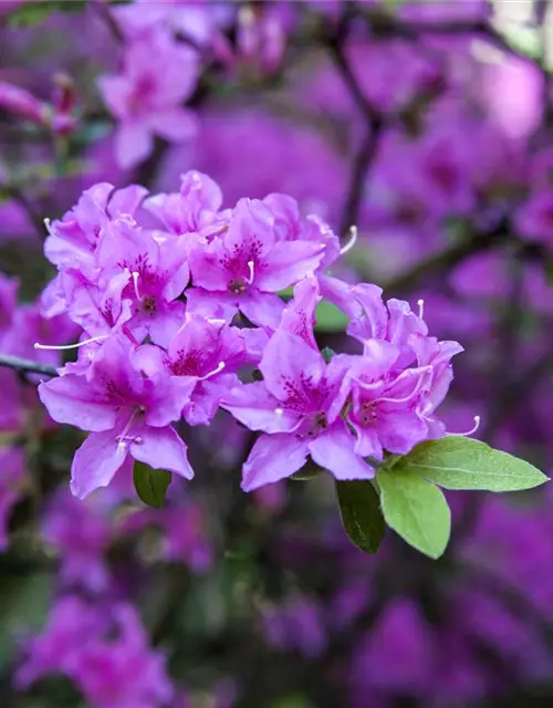 Rhododendron 'Praecox'